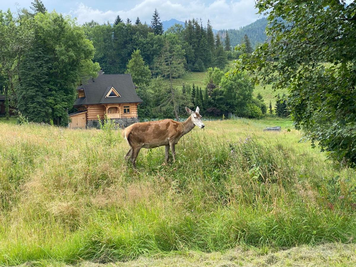 Apartament Pod Wierchem Zakopane Buitenkant foto